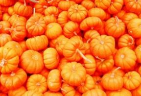 Teglia alla zucca