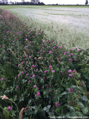 solo natura – riso Rosa Marchetti.