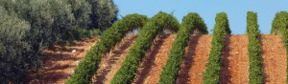 Re Manfredi ,Vini di territorio, Vini di vitigno, Vini di vulcano