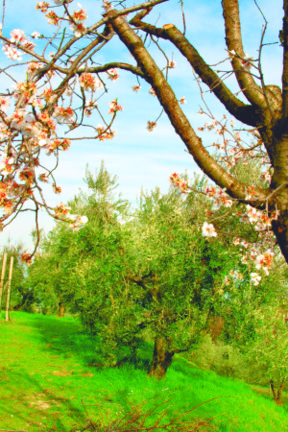 Il Festival dell’Olio del Garda nel suo entroterra, a settembre arriva WardaGarda
