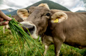 Alce Nero e Mila lanciano il primo yogurt biologico con latte fieno