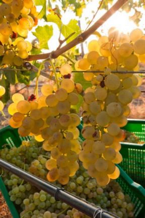 Tra Verdicchio e Vermentino quale vino bianco scegliere per Ferragosto