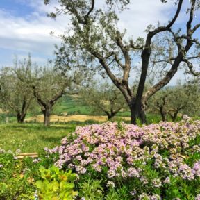 RoccaFiore: cantina green, ospitalità e cucina bio con vista su Todi