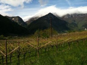 La luce dei Vignaioli del Trentino