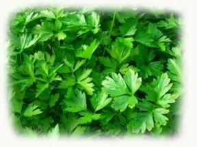 Il prezzemolo: un alimento farmaco