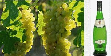 Verdicchio: straordinario vino delle Marche