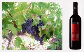 Nero d’Avola: caratteristiche e abbinamenti del grande vino siciliano