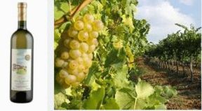 Riesling Renano: caratteristiche e abbinamenti di un vino ‘germanico’