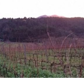 Il Calamaio Vini: Soffio, Poiana e Antenato.