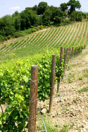 PrimaWine 23 Marzo a Firenze, Luca e Paolo Marchionni e la magia dell’Erta di Vigliano