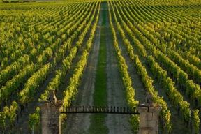 L’oro liquido del Sauternes Clos Haut Peyraguey a Villa La Vedetta il 24 Maggio per God Save The Wine i Profumi del Vino