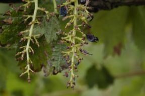 Fotovendemmia 2009: Tenuta Cà Bolani nei vostri scatti