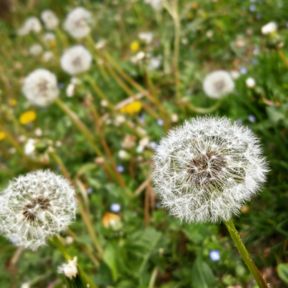 Club Sandwich al Salmone