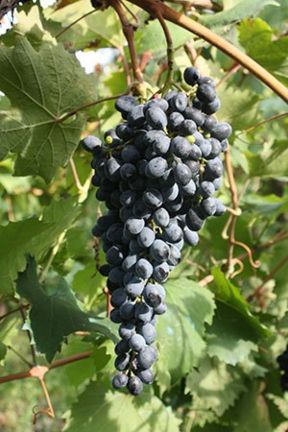 Da Barbera del Sannio a Camaiola