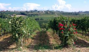 Vino Nobile di Montepulciano 2015 Gattavecchi