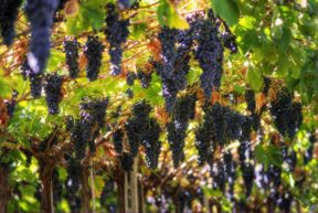 Tra le strade del vino, gli itinerari da non perdere: la Valpolicella itinerario in 4 tappe.