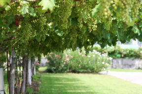 Tra le strade del vino, gli itinerari da non perdere: Trentino: itinerario in 14 tappe.