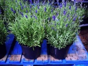 Come potare la lavanda in primavera