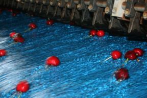 Innovazioni per la ciliegia di Vignola e di Romagna