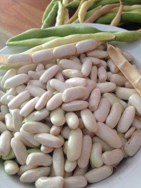 Spollichini: chi sono costoro? #persapernequantobasta