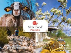 Due nuovi presidi Slow food in Carso