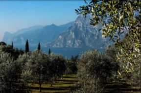 Warda Garda: olio DOP protagonista