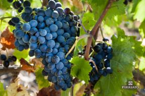 50 milioni di bottiglie al Consorzio vini doc Sicilia