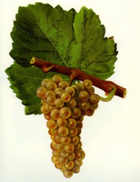 Resi noti al Prowein i vincitori del Concorso Mondiale del Sauvignon