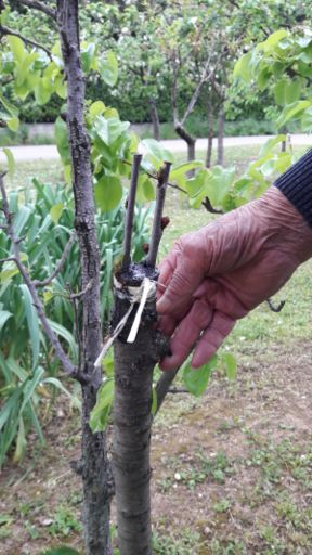 Una pagina di storia del vino friulano che parte da Buttrio