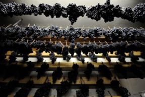 L'appassimento della Vernaccia Nera