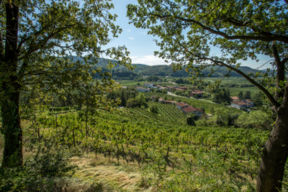 Quando il vino profuma di pepe