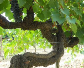 Crognolo etichetta di Tenuta Sette Ponti. DNA della Vigna dell'Impero