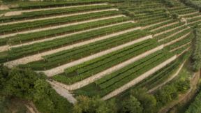 Tedeschi e i caratteri aromatici delle uve in Valpolicella