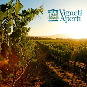 Vigneti aperti in FVG. Primi appuntamenti di settembre