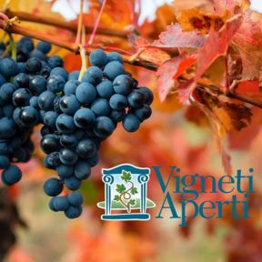 Vigneti aperti: scegliete il vostro preferito