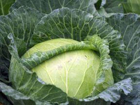 Cavolo cappuccio: 6 condimenti (dall’Italia e dal mondo) per fartelo piacere