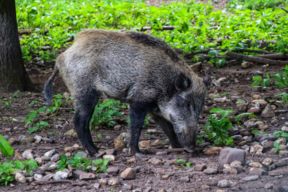 Castelletto d’Orba: morto il cacciatore che era stato ferito da un cinghiale
