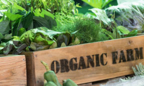 La spesa degli italiani secondo il rapporto Coop