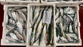 L’asta del pesce d’incanto con banditore a voce di Vibo Marina