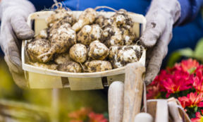 Topinambur: 3 ricette vegan per scoprirlo e amarlo