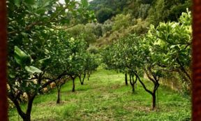 Caviale di limone: le caratteristiche uniche dell’agrume che si grattugia