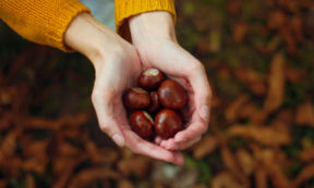 Castagne e marroni: conoscete tutte le differenze?