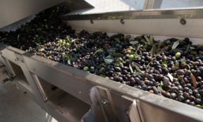 Quali sono le caratteristiche dell’Olio di Brisighella DOP?