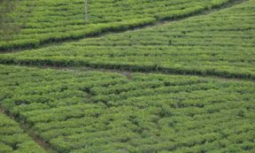 Little Sri Lanka a Milano