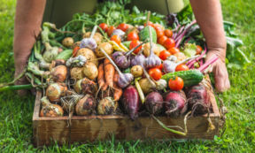 Agricoltura rigenerativa: per cosa si distingue e quali sono i suoi vantaggi?