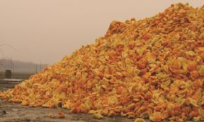 Orange Fiber, l’azienda che trasforma gli scarti di agrumi in vestiti