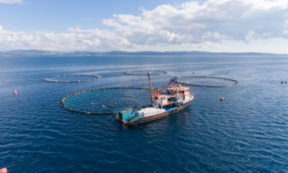 “Friend of the Sea”: il bollino di sostenibilità per il settore ittico arriva anche al ristorante