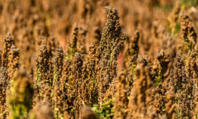 Dal Sudamerica allo Stivale: la prima filiera italiana della quinoa, pseudocereale dai mille benefici