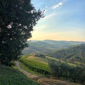 Le Marche terra di vino e storia – Azienda Ciù Ciù vini