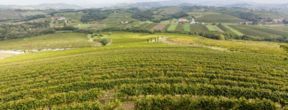 Tour vinicolo dedicato